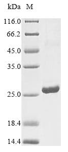 Human IFNA6 / Interferon Alpha 6 Protein (Recombinant 10His, N-terminus + Myc, C-terminus)