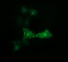 CD33 Antibody (clone OTI2A1, Carrier-free)