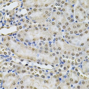 IFI16 Antibody