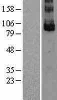 Human GPR49 / LGR5 Protein (Over-Expression Lysate Myc-DDK (Flag))