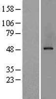 AP50 / AP2M1 Protein (Over-Expression Lysate Myc-DDK (Flag))