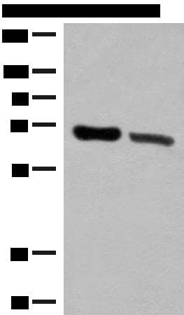 Polyclonal Rabbit anti-Human TRIM8 / GERP Antibody (WB)