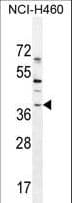 SOX1 Antibody (aa47-76)