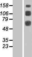 CLEC14A Protein (Over-Expression Lysate Myc-DDK (Flag))