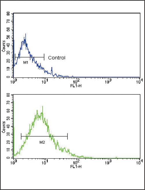 SLC2A2 / GLUT2 Antibody (aa31-60)