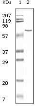 ALB / Serum Albumin Antibody (clone 3H6)