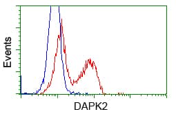 DAPK2 / DAP Kinase 2 Antibody (clone OTI1B10)