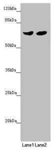 RARS2 / ARGRS Antibody