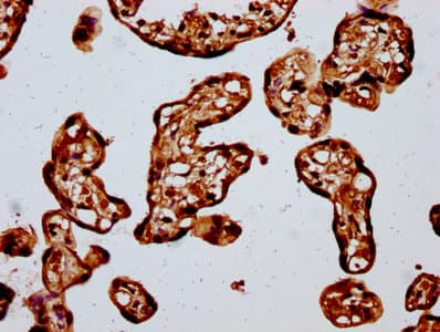 HIST1H4I Antibody