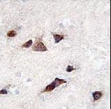 KCNIP3 / Dream / Calsenilin Antibody (aa1-30)
