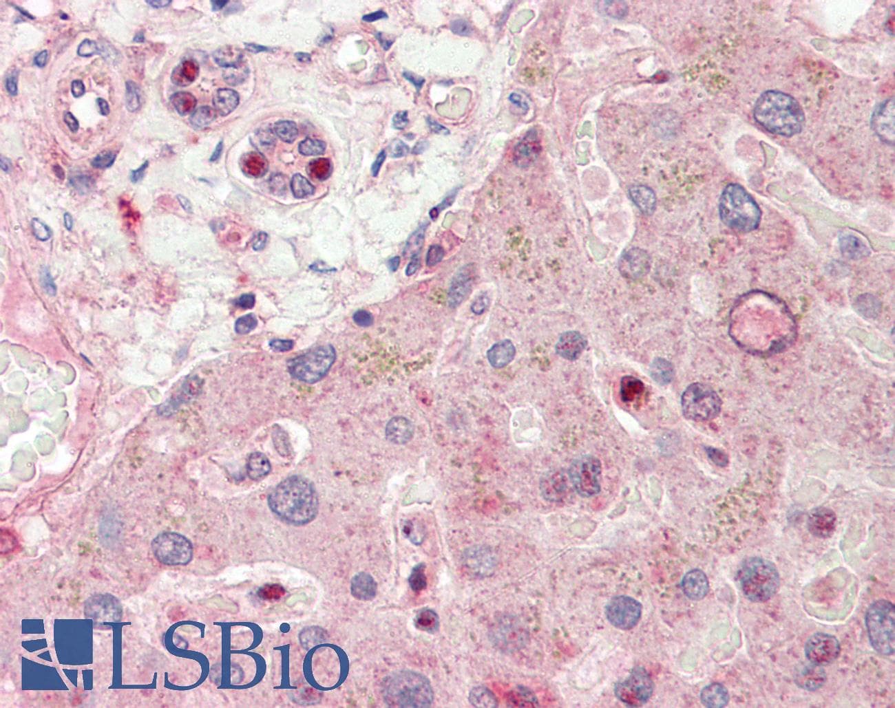 RALGPS1 Antibody (aa326-375)