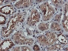 AKT1 Antibody (clone OTI3B4, Carrier-free)