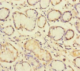 PLDN / Pallidin Antibody