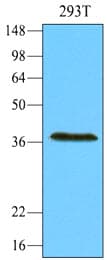 IHC-plus™ REXO1 / REX1 Antibody (aa1060-1221, clone 4H5)