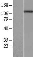 NALP4 / NLRP4 Protein (Over-Expression Lysate Myc-DDK (Flag))