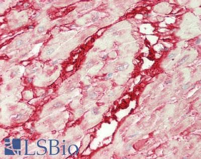 IHC-plus™ DCN / Decorin Antibody (aa 20-359)