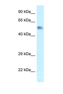 Zfp472 Antibody (aa20-69)