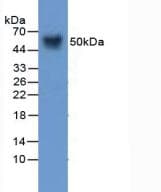 SERPINA12 / Vaspin Antibody (aa71-148, APC)