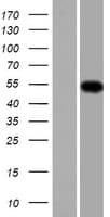 TMCO6 Protein (Over-Expression Lysate Myc-DDK (Flag))
