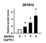 ZBTB10 Antibody (aa62-77)