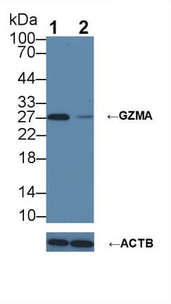 GZMA / Granzyme A Antibody (aa29-260)