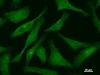 CTCF Antibody (clone 252C3a)