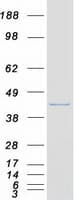 Human DRG1 / NEDD3 Protein (Recombinant Myc-DDK (Flag))