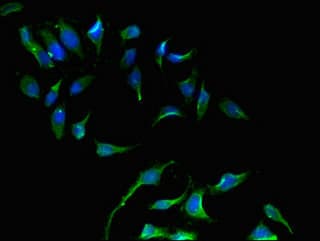 p66 / SHC Antibody