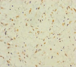 FAM60A Antibody (aa1-221)