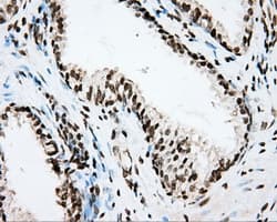 CYP1A2 Antibody (clone OTI6E2, Carrier-free)