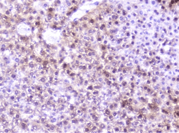 SP1 Antibody