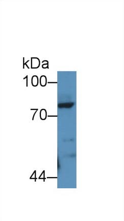 POSTN / Periostin Antibody (aa24-173, APC)
