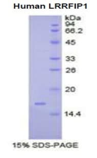 Human TRIP / LRRFIP1 Protein (Recombinant His)