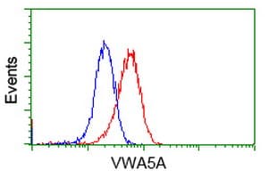 VWA5A Antibody (clone OTI2B3)
