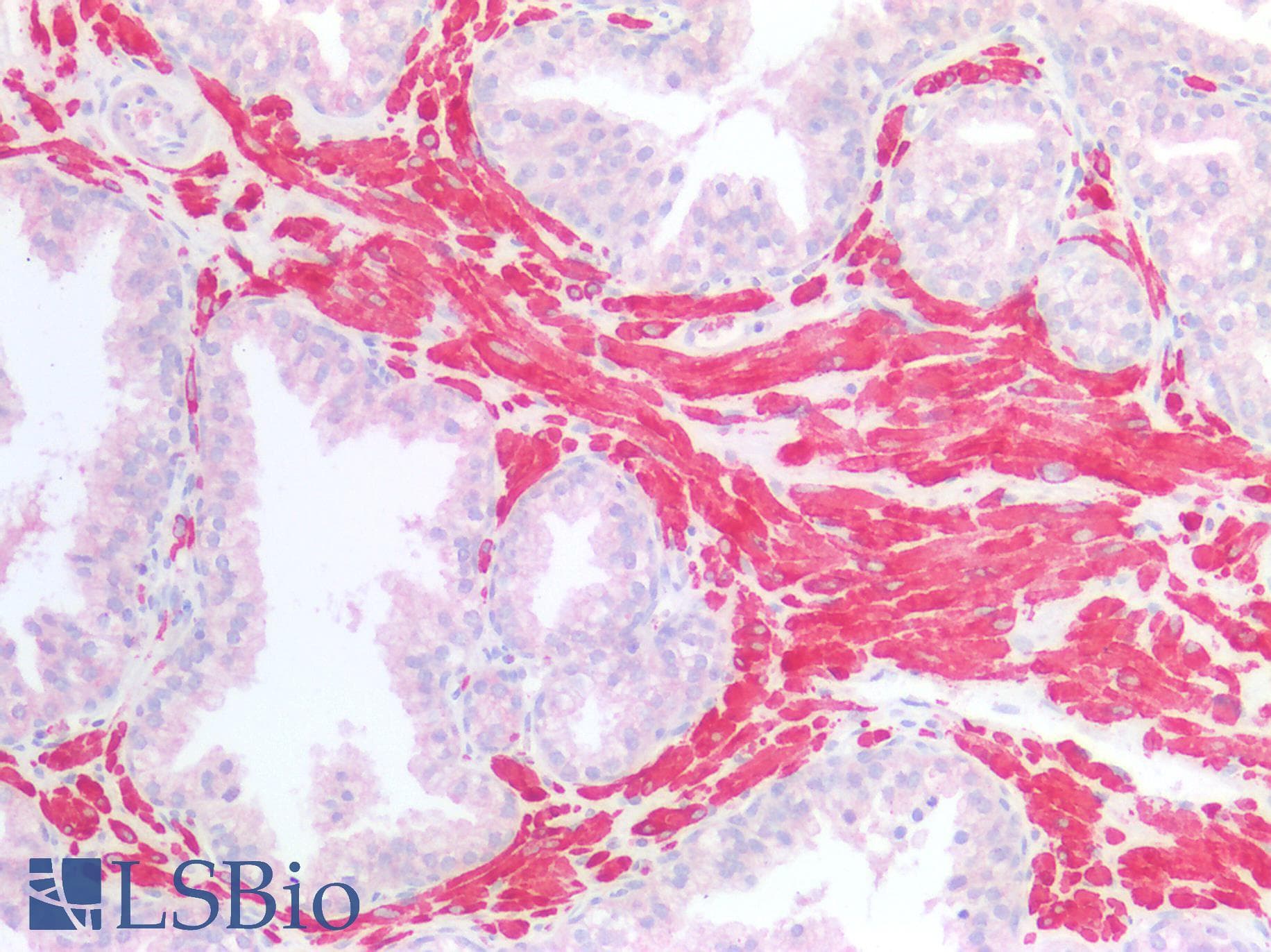 IHC-plus™ ATG16L1 / ATG16L Antibody