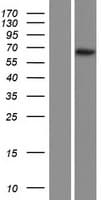 CCNL2 / Cyclin L2 Protein (Over-Expression Lysate Myc-DDK (Flag))