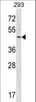 RNF41 Antibody (aa255-281)