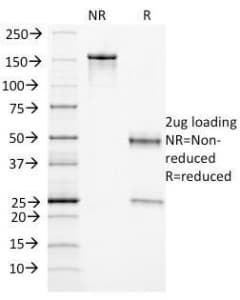 CD105 Antibody (clone ENG/1327, Azide-free, BSA-free)