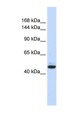 GREB1 Antibody (aa36-85)