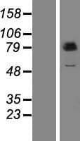 PUS7L Protein (Over-Expression Lysate Myc-DDK (Flag))