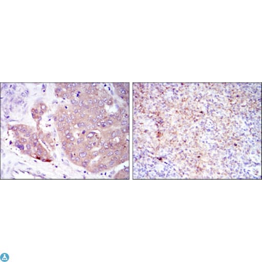 EIF4E Antibody