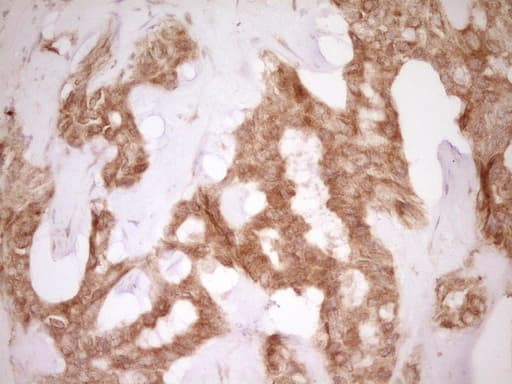 CD40 Antibody (aa21-166, clone OTI1F12)