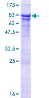 Human AGFG1 Protein (Recombinant GST)