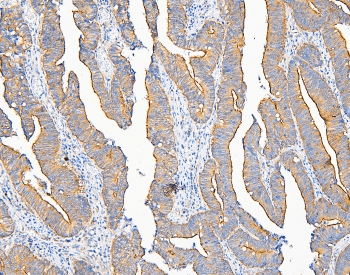 IQGAP1 Antibody