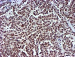 USP7 / HAUSP Antibody (clone OTI1F12, Carrier-free)