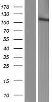 MGC50722 Protein (Over-Expression Lysate Myc-DDK (Flag))