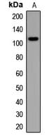 SYNPO / Synaptopodin Antibody
