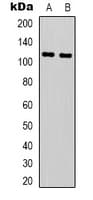 NALP3 / NLRP3 Antibody (Internal)