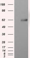NPR3 Antibody (clone OTI11A6)