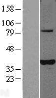 PLEKHA3 Protein (Over-Expression Lysate Myc-DDK (Flag))